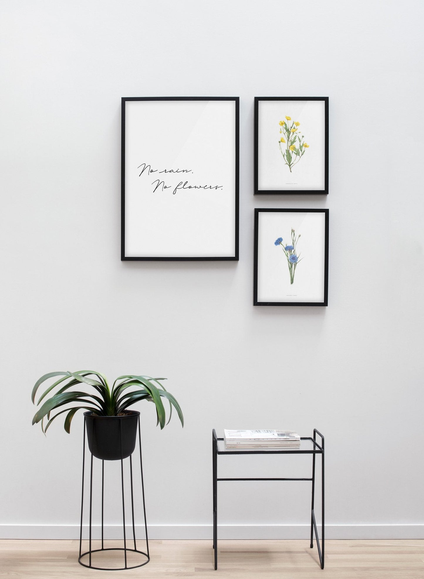 Centaurea Cyanus, Poster
