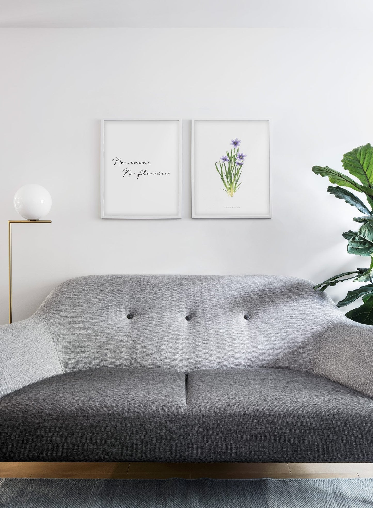 Sisyrinchium Montanum, Poster