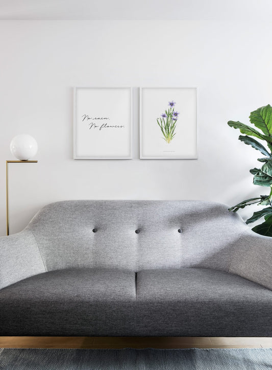 Sisyrinchium Montanum, Poster