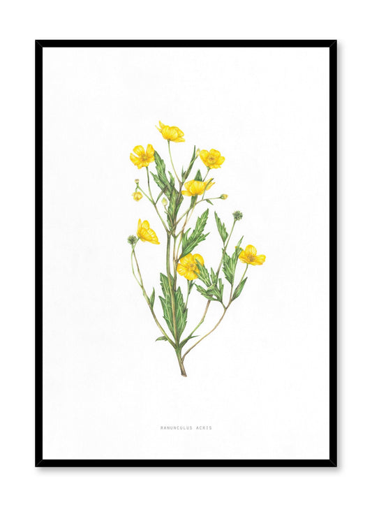 Ranunculus Acris, Poster