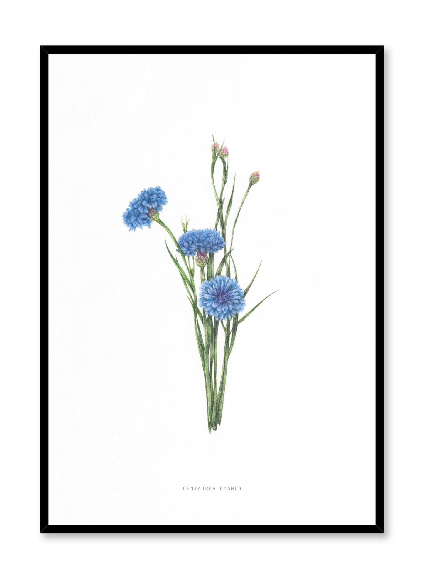 Centaurea Cyanus, Poster