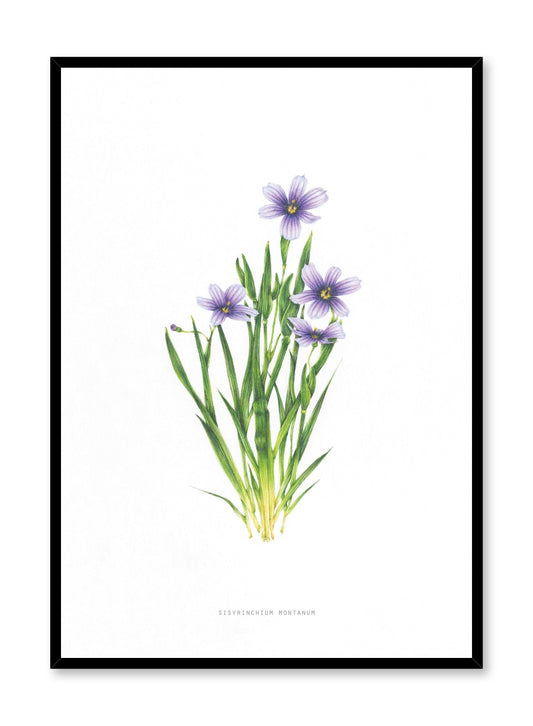 Sisyrinchium Montanum, Poster
