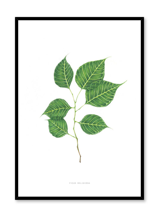 Ficus Religiosa, Poster
